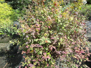 Spirea