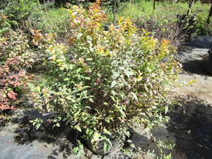 Spirea