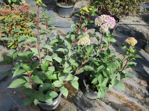 Hydrangea
