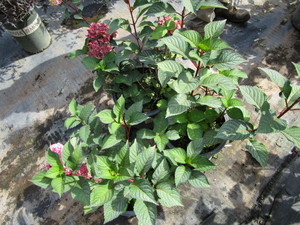 Hydrangea