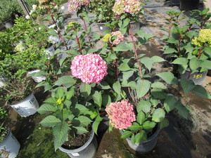 Hydrangea