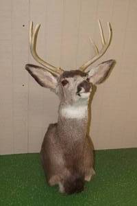 lot 53 image: Mule Deer Taxidermy Mount - Harvested in Montana