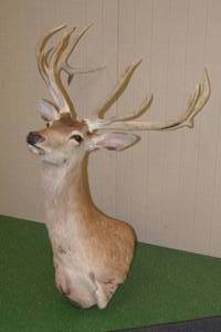lot 51 image: Gold Trophy Red Stag Taxidermy Mount - Harvested in Argentina