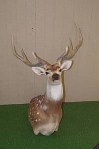 lot 52 image: Silver Trophy Chital (Axis or Spotted Deer) Taxidermy Mount - Harvested in Chile