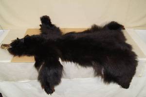 lot 54 image: Black Bear Skin Rug - Northern Iowa