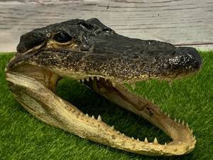 Genuine Alligator Head Very Scary 6 �� Long