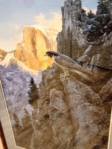 Framed Falcon Print by Stephen Lyman