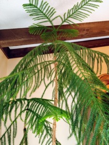 Large Potted House Plant