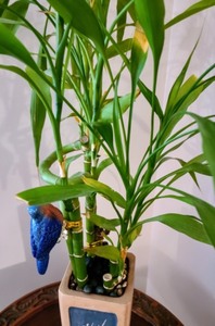 Bamboo Plant