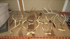 lot 2 image: Lot of Antlers