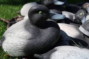 DUCK DECOYS