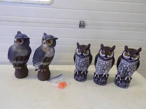 5 Owls
