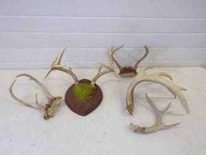 Antlers