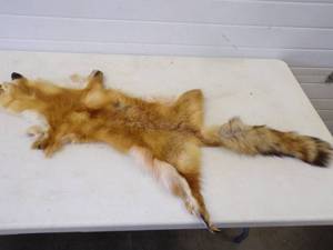 Red Fox Fur