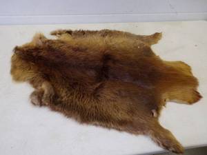 Beaver Fur