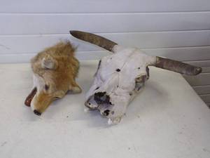 Taxidermy mount and Skull with Horns