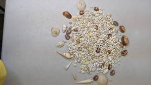 lot 151 image: Authentic Seashell Collection