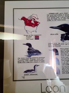 lot 191 image: Framed Loon Lore Print