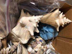 lot 96 image: Lot of Shells & Shell Decorations