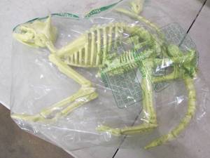 Halloween decoration, cat skelton, ...