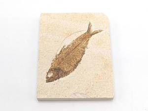 lot 210 image: Green River Knightia Fish Fossil (40 Million Years Old) in Limestone