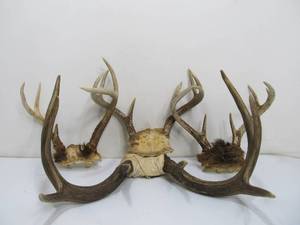 4 Sets of Genuine Deer Antlers