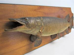 LARGE Vintage Taxidermy Muskie Mount (AS IS)