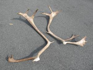 Large Set of Genuine Caribou Antlers