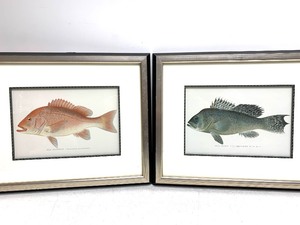 lot 153 image: Pair of Fish & Game Commission Prints - Red Snapper & Sea Bass