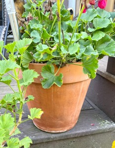 Terra Cotta Planters