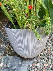 Plastic Planter w Plant