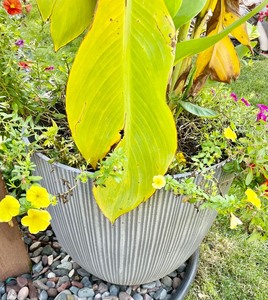 Plastic Planter w Plant