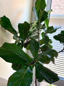 Potted Fiddle Leaf Fig Plant