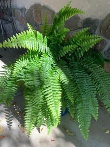 Beautiful Deep Blue Planter w Fern Plant