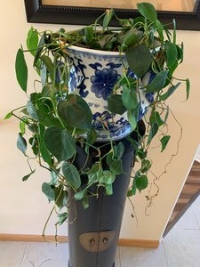 Beautiful Planter w Plant