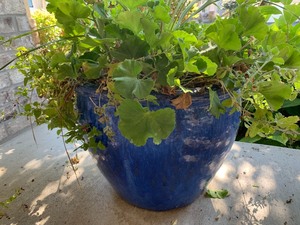 Royal Blue Planter w Plant