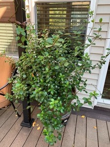 Potted Jasmine Plant