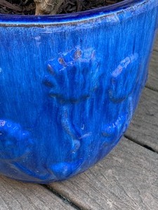 Bright Blue Colored Planter and Plant