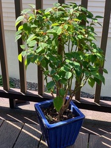 Cobalt Blue Planter w Plant