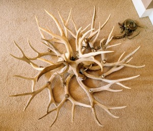 Antler Chandelier