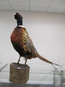 lot 29 image: Genuine Taxidermy Pheasant on Natural Log Base