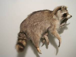 lot 57 image: Taxidermy Wall mounted Raccoon. 