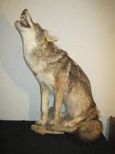 lot 58 image: Taxidermy Howling Coyote.  