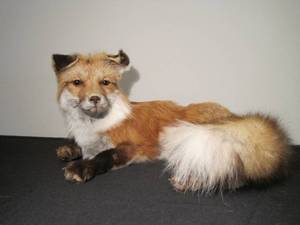 lot 59 image: Taxidermy Red Fox. 