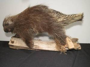 lot 60 image: Taxidermy Porcupine on driftwood. 