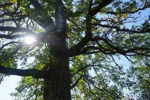 15 Section Tree Stand