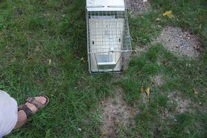 Havahart Brand Large Animal Live Cage Trap