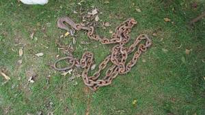 lot 76 image: Heavy Duty Chain--13 Foot 10 Inches Long