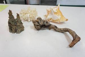 Shell, coral, sculpture and driftwood