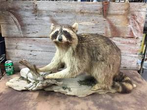 lot 133 image: Ricky The Stuffed Racoon Mount